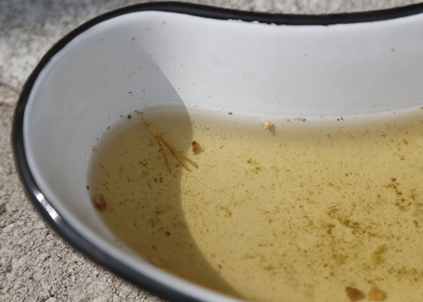 Mosquito Breeding Sites